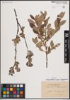 Foto von Salix aurita L. x Salix cinerea L. x Salix lapponum L.